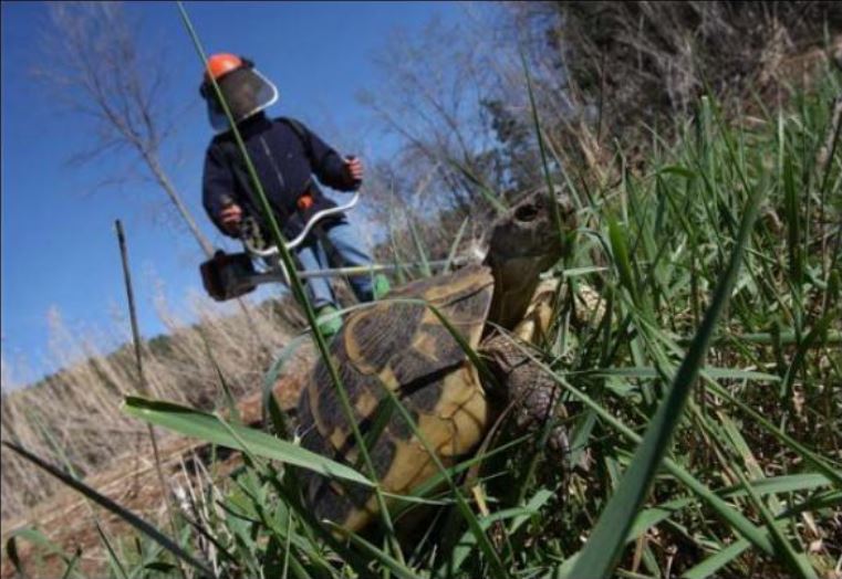 Protection de la tortue d'Hermann, un domaine varois sanctionné