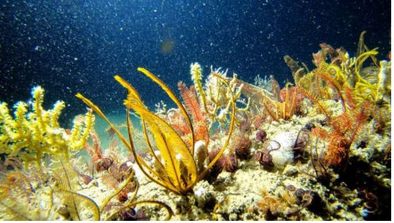 14 millions de tonnes de microplastiques jonchent les fonds marins, d’après une étude australienne