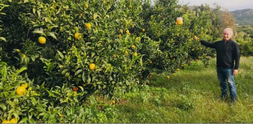 La clémentine du Sud Corse fruit d'un terroir d'exception