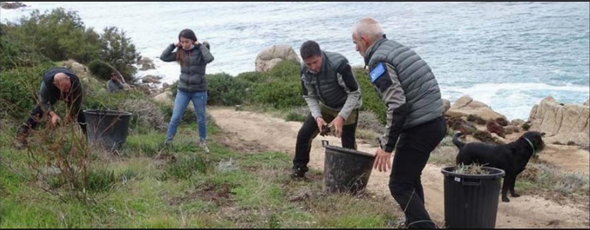PRUPIÀ Vaste campagne d'arrachage de griffes de sorcière sur les dunes de Capolauroso