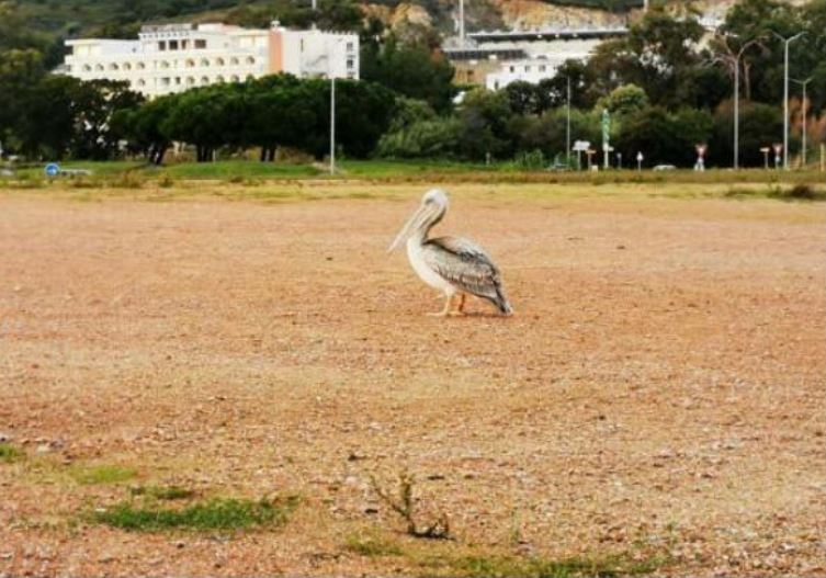 La fugue vers Aiacciu d'un pélican gris de Sigean 