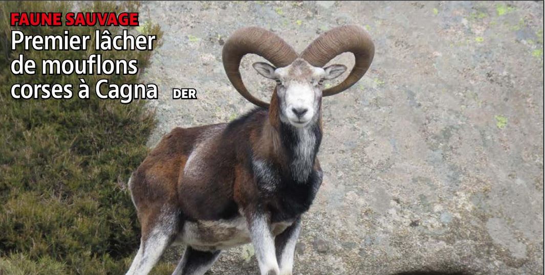  FAUNE SAUVAGE  Premier lâcher de mouflons corses à Cagna