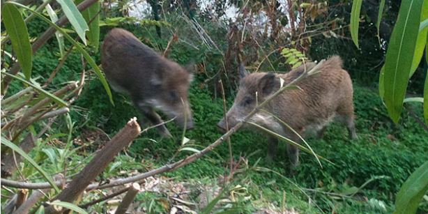 Chasse et confinement : des dérogations dès le 9 novembre en Haute-Corse