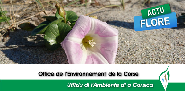 Interview de François Sargentini relatif à la prévention de l’introduction de Xylella fastidiosa en Corse