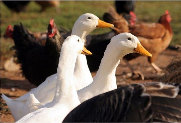 Lucciana : cas de mortalité importante d'oies et de poules 