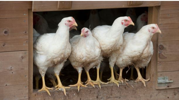 Grippe aviaire à Lucciana : "un foyer hautement pathogène"