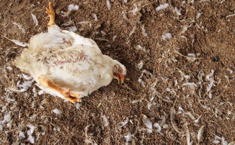 Un cas de grippe aviaire détecté dans une animalerie de Haute-Corse