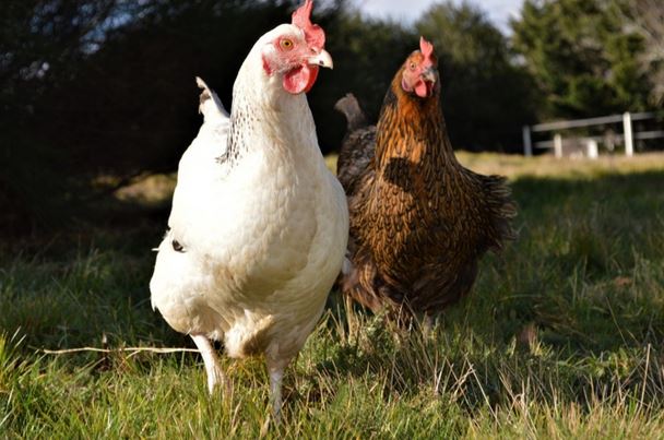 Grippe aviaire à Lucciana : l'envoi de volailles interdit depuis la Haute-Corse 