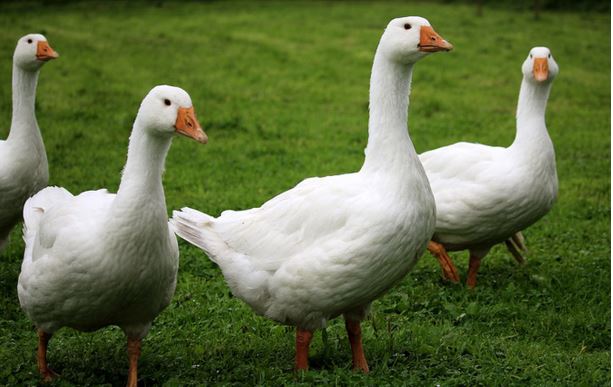 Grippe aviaire : des cas détectés en Corse-du-Sud 