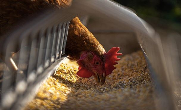 Grippe aviaire, des mesures de protection renforcées en Corse-du-Sud 