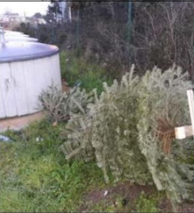 PORTIVECHJU  La mairie recycle les sapins de Noël