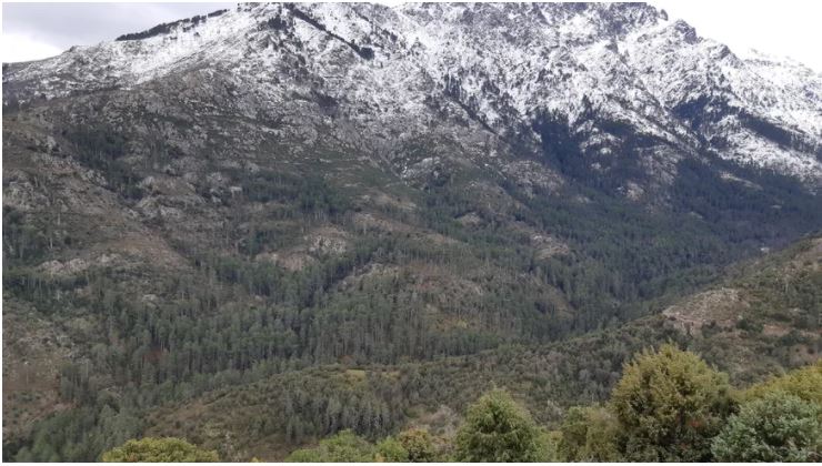 Immersion avec l'ONF de Corse dans la forêt de Tartagine