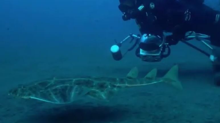 Mare latinu : Laurent Ballesta à la recherche de l’Ange de Mer en Corse.