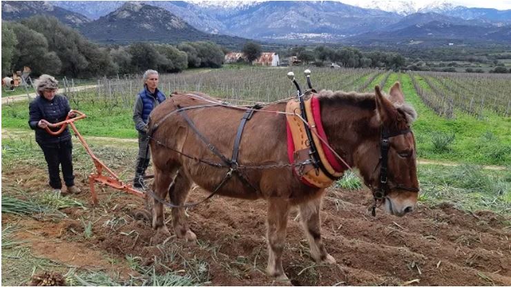 La traction animale en agriculture, une technique ancestrale qui revient au goût du jour en Corse