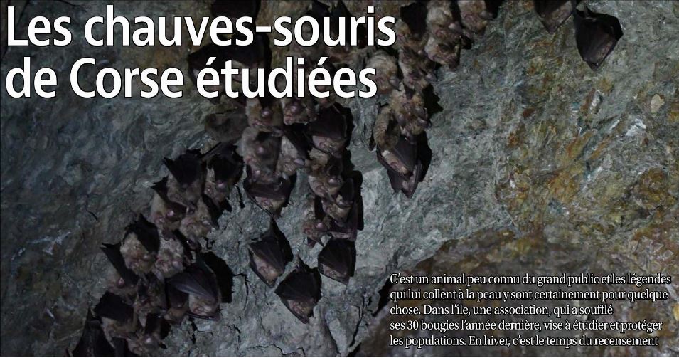 Les chauves-souris de Corse étudiées 