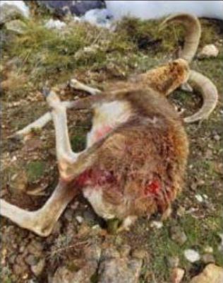 NIOLU  La mort suspecte d'un mouflon