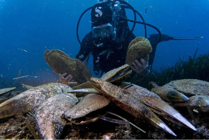Grande nacre : la Corse, point de départ d'une possible réintroduction ?