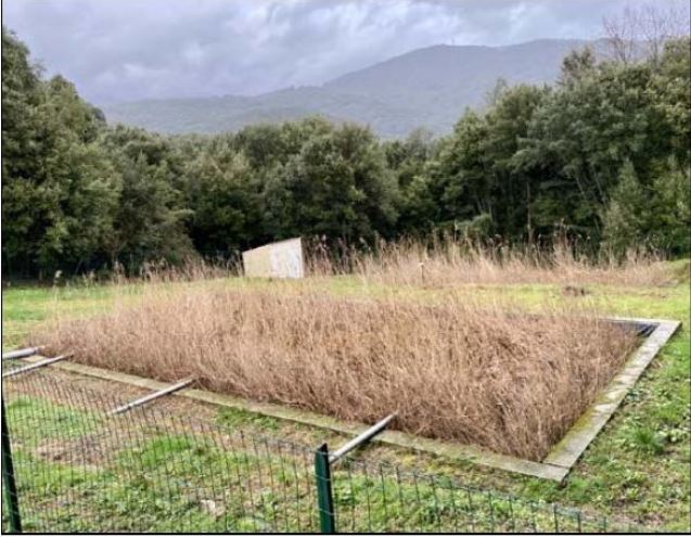 PIÈVE DE L'ORNANO  Les Step plantées de roseaux prennent racine dans le Taravo