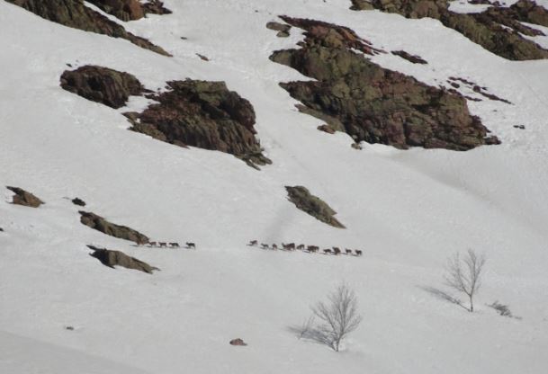 Les mouflons courent sur la montagne corse