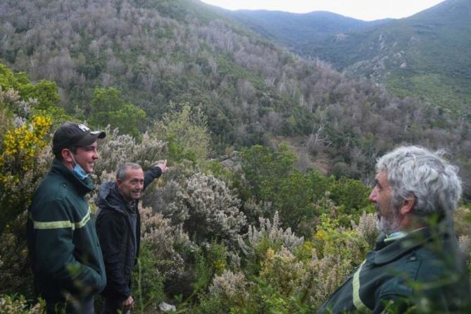 À Rutali, la châtaigneraie à l'aube de son "riacquistu"