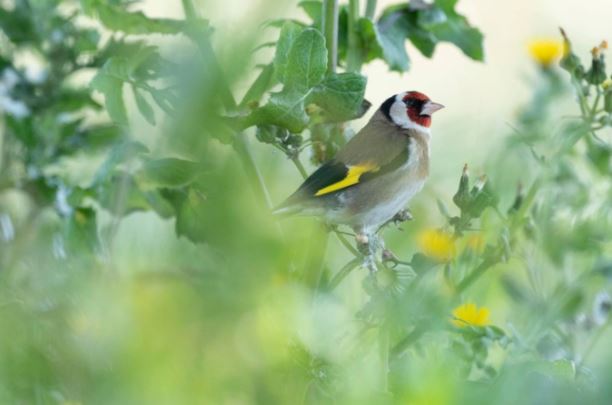 Allez découvrir la migration des oiseaux sur les dunes de Prunete