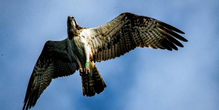 ROGLIANO  La pointe du Cap, site d'accueil naturel pour les oiseaux