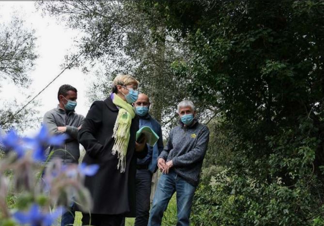 LURI  Une oliveraie bientôt sortie de l'oubli par un jeune agriculteur