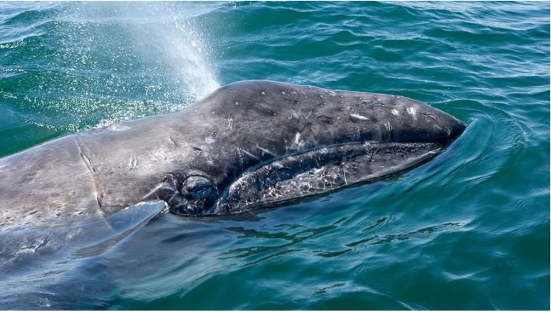 Mare latinu : A la recherche de Waly le baleineau égaré en Méditerranée.