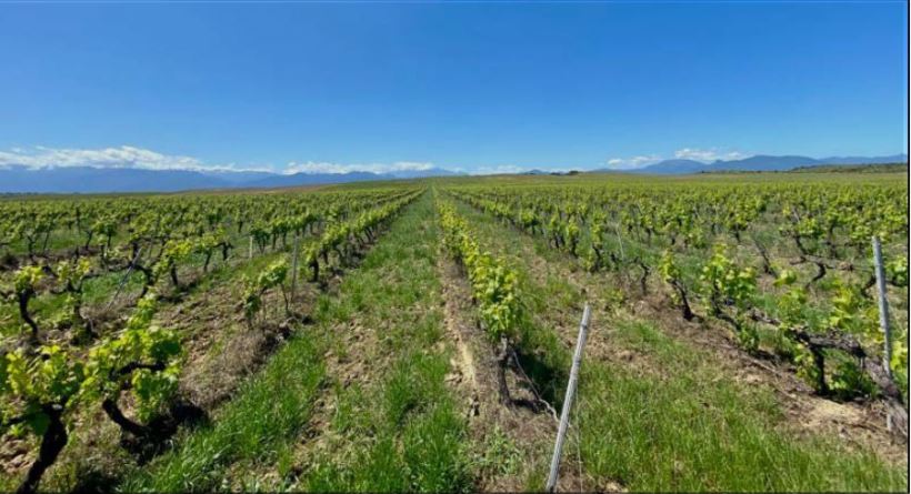 ALERIA  Des pulvérisateurs respectueux de l'environnement pour les vignobles 