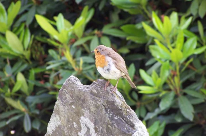 Biodiversité : "Nous dilapidons notre assurance vie, la petite faune de nos campagnes", le cri d'alarme d'un naturaliste