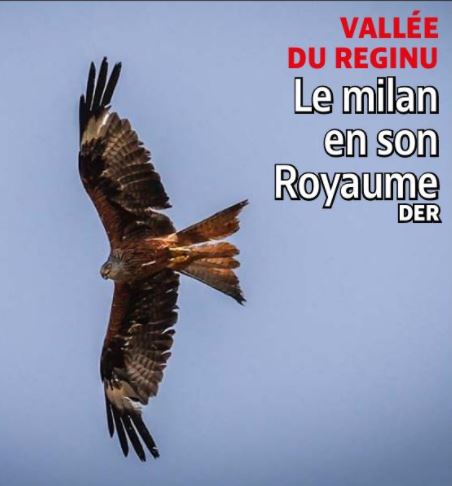  VALLÉE DU REGINU  Le milan en son Royaume