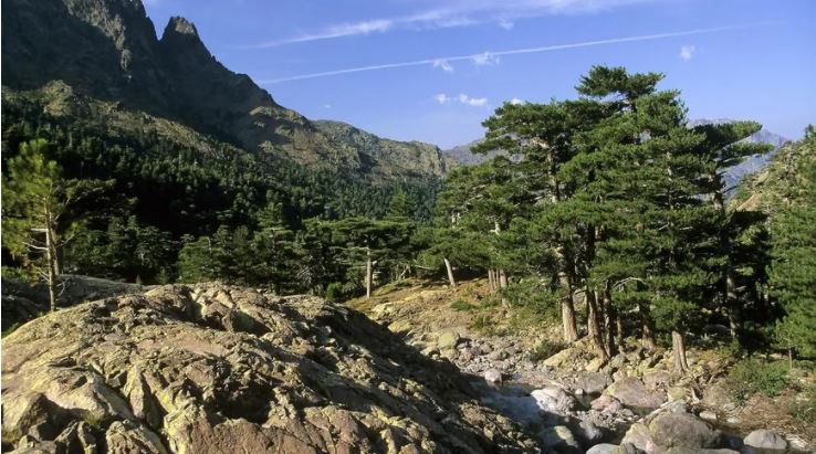 Déficit de l’ONF, la forêt corse en danger