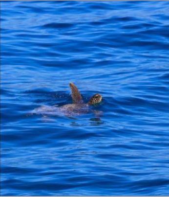 TORTUES MARINES  Un afflux exceptionnel sur les côtes corses