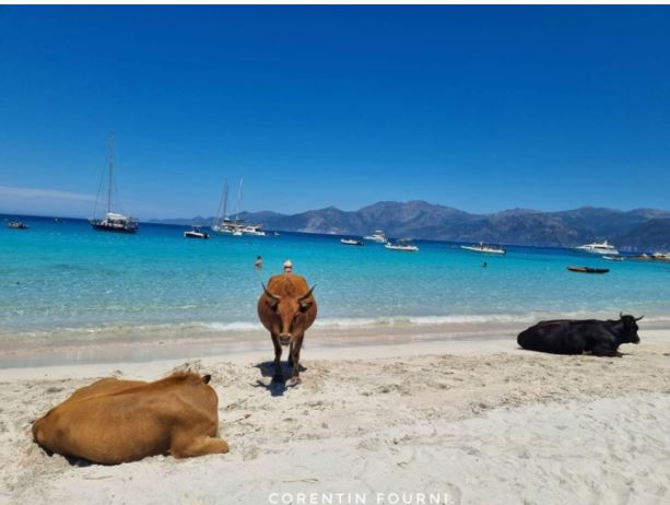 Au Lotu, les vaches sont à la plage