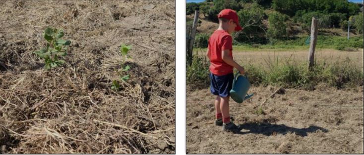 ALÉRIA   Hommage au chêne d'Aléria : trente arbrisseaux replantés