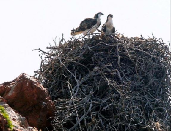 Balbuzard pêcheur : 4 nouveaux nids protégés