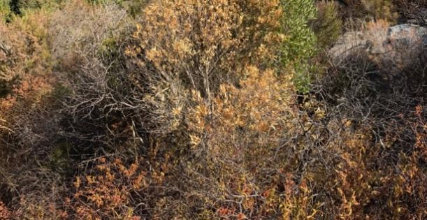 Haute-Corse : la chambre d'agriculture demande la reconnaissance de "calamité agricole sécheresse"