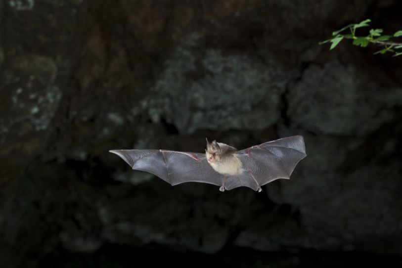 Ponte-Leccia dans le noir pour les chauves-souris