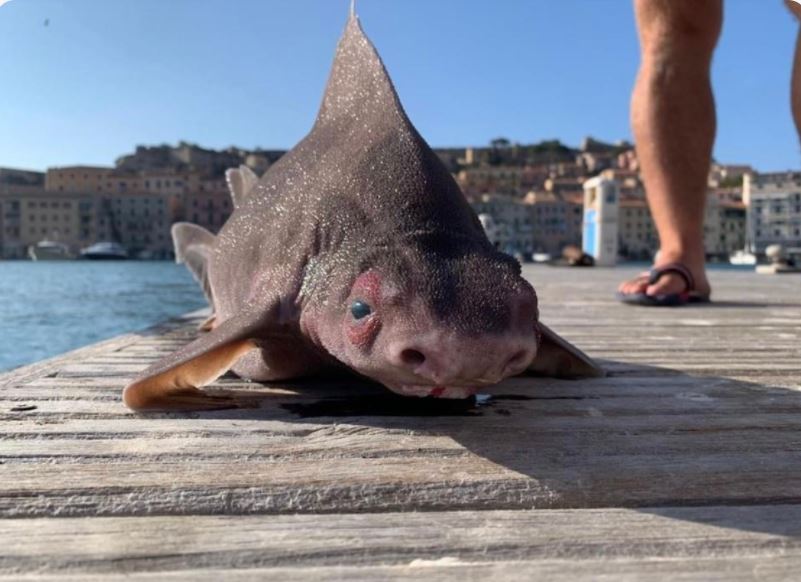 Metà squalu è metà porcu : un animale pescatu à l’isula d’Elba hè une spezia minacciata d’estinzione