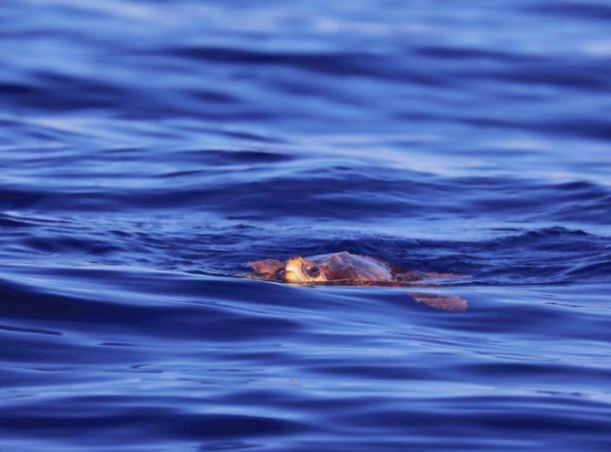 Une tortue marine nage dans les eaux du Cap Corse
