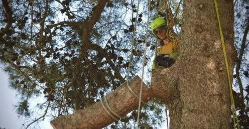 Bastia : Marion Raul au cœur des arbres