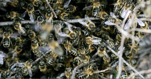 Abeilles : état d'urgence absolue en Haute-Corse