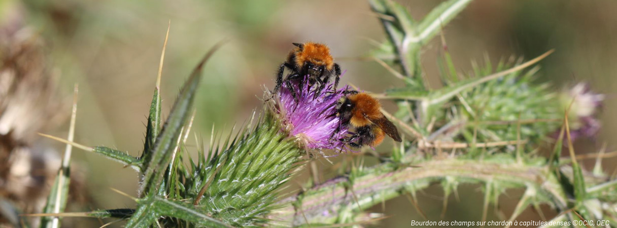 Agir en faveur de la biodiversité