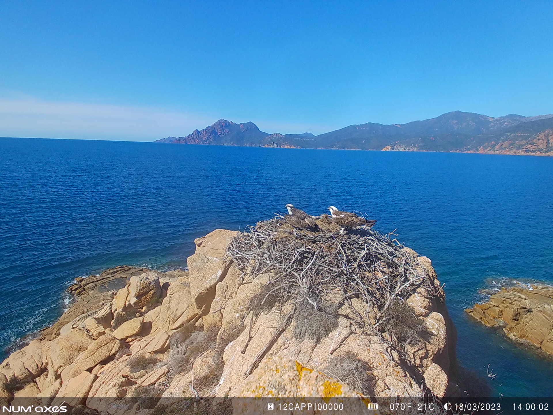 CALVI-CARGHJESE : TRAVAGLIU SCIENTIFICU, CONCERTAZIONE È DISPUSIZIONI À PRÒ DI A DIFESA DI L’ALPANA