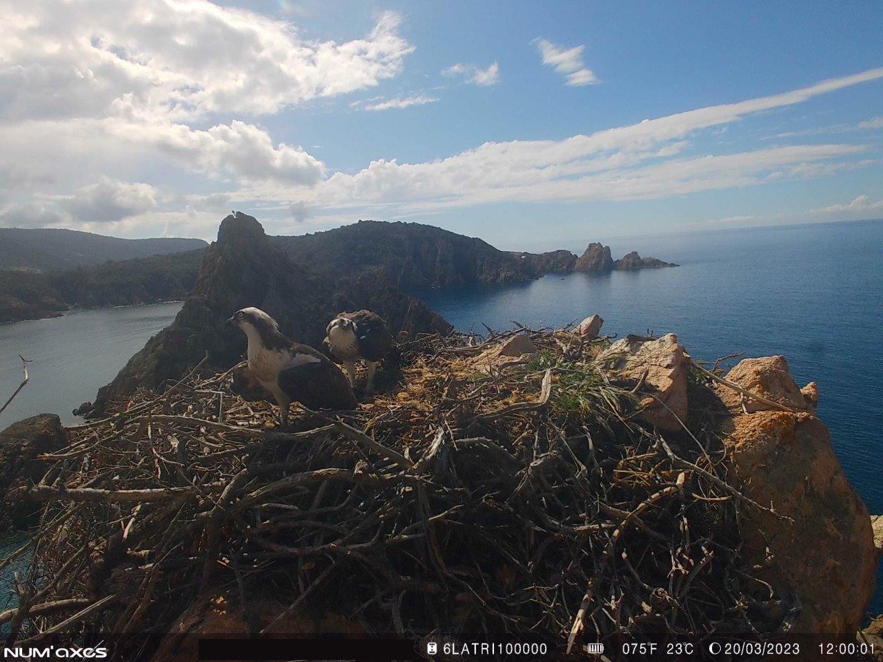 CALVI-CARGHJESE : TRAVAGLIU SCIENTIFICU, CONCERTAZIONE È DISPUSIZIONI À PRÒ DI A DIFESA DI L’ALPANA