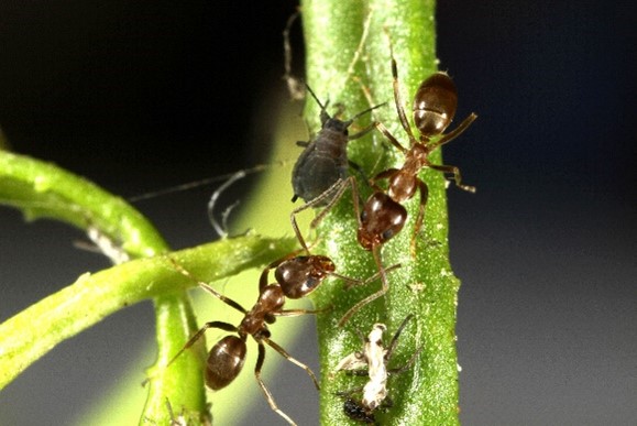 Linepithema humile - La fourmi d'Argentine (photo de Claude Lebas)