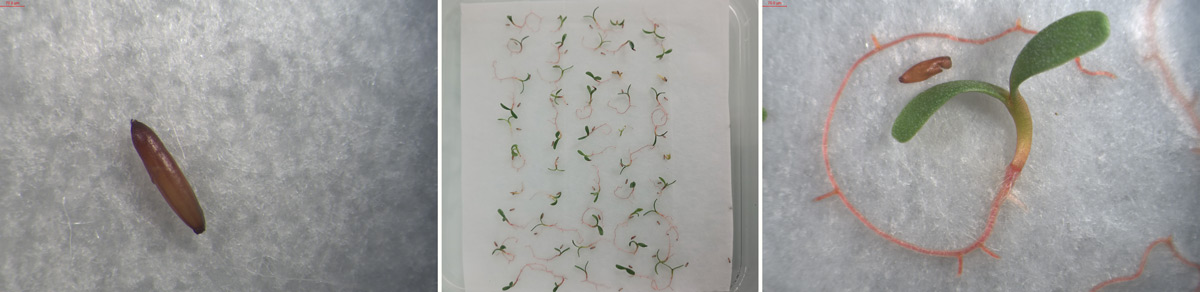 Tests de germination du Limonium
