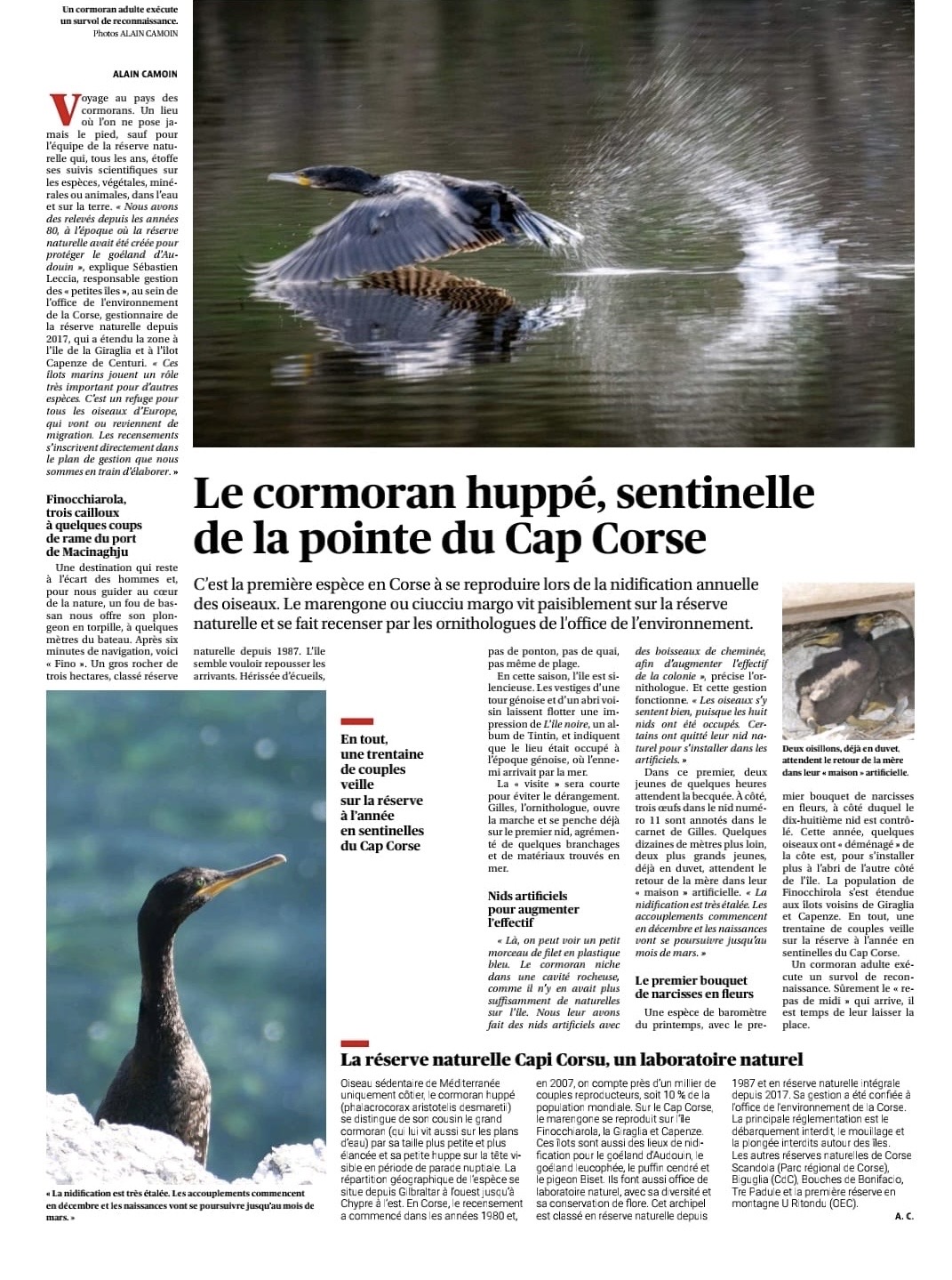 Le Cormoran huppé, sentinelle de la pointe du Cap Corse