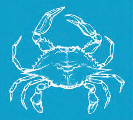 Crabe bleu : votre aide est précieuse !