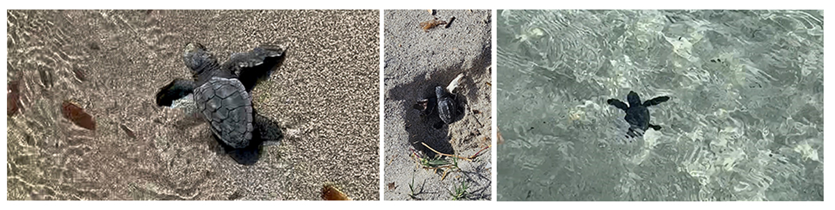 Fait exceptionnel : Eclosion d'une centaine de tortues caouanne à Piantarella
